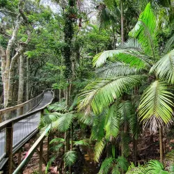 Sea Acres Rainforest Centre - Port Macquarie