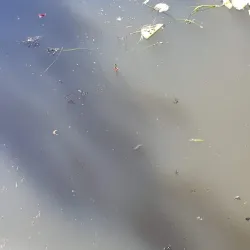 Humpybong Park - Redcliffe