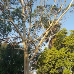 Humpybong Park - Redcliffe