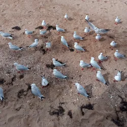 Margate Beach - Redcliffe