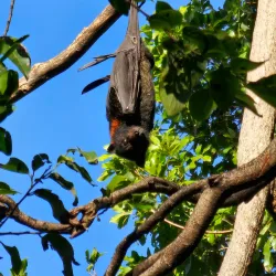 Redcliffe Botanic Gardens - Redcliffe