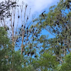 Redcliffe Botanic Gardens - Redcliffe