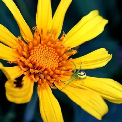 Redcliffe Botanic Gardens - Redcliffe