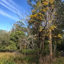 Capalaba Regional Park - Redland City (Redlands)