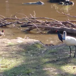 Capalaba Regional Park - Redland City (Redlands)