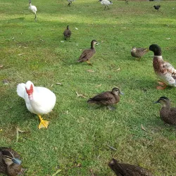 Capalaba Regional Park - Redland City (Redlands)