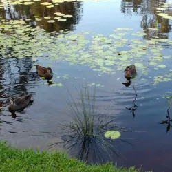 Capalaba Regional Park - Redland City (Redlands)