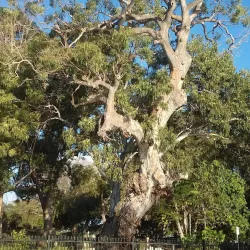 Dunwich Cemetery - Redland City (Redlands)