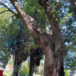 Burnley Gardens - Richmond