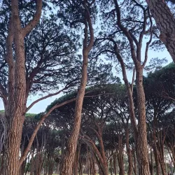 Cook Park - Rockdale