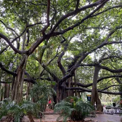 Rockhampton Botanic Gardens - Rockhampton
