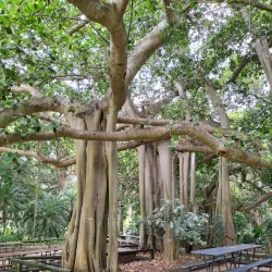Rockhampton Botanic Gardens - Rockhampton