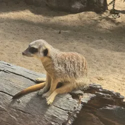 Rockhampton Botanic Gardens - Rockhampton