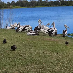 Rockhampton Botanic Gardens - Rockhampton