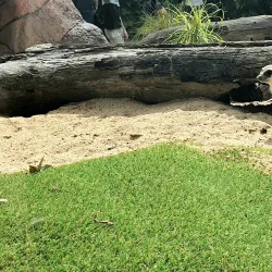 Rockhampton Zoo - Rockhampton