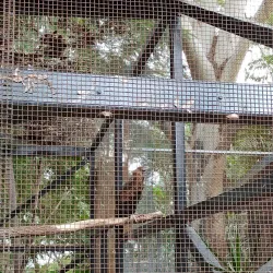 Rockhampton Zoo - Rockhampton