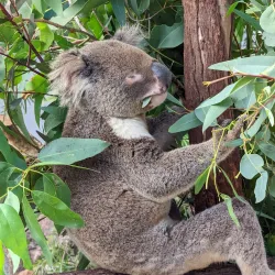 Rockhampton Zoo - Rockhampton