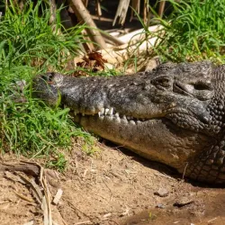 Rockhampton Zoo - Rockhampton