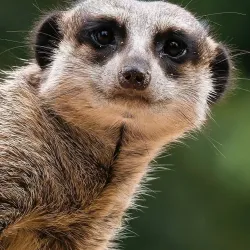 Rockhampton Zoo - Rockhampton