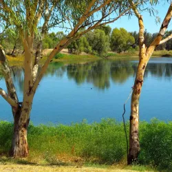 Roma Bush Gardens - Roma