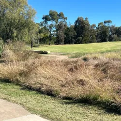 Roma Bush Gardens - Roma