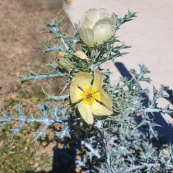 Roma Bush Gardens - Roma