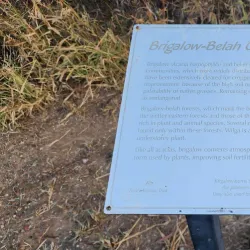 Roma Bush Gardens - Roma