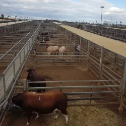 Roma Saleyards - Roma
