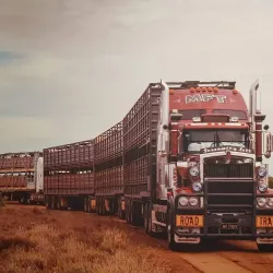Roma Saleyards - Roma