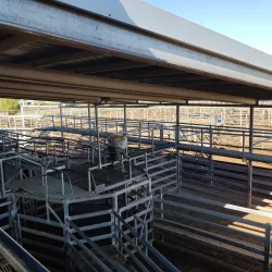 Roma Saleyards - Roma
