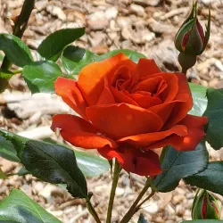 King George V Gardens - Seymour