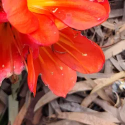 King George V Gardens - Seymour