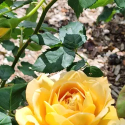 King George V Gardens - Seymour