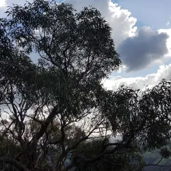 Mt. Piper Reserve - Seymour