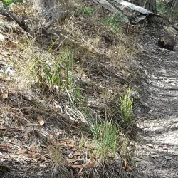 Mt. Piper Reserve - Seymour