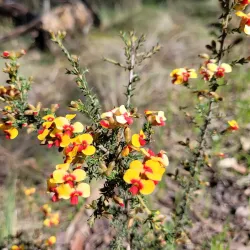 Mt. Piper Reserve - Seymour
