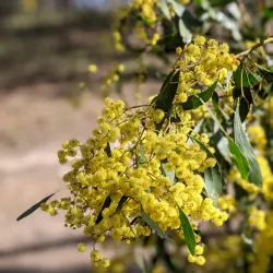 Mt. Piper Reserve - Seymour