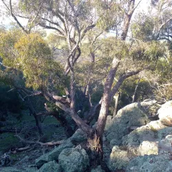 Mt. Piper Reserve - Seymour