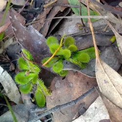 Mt. Piper Reserve - Seymour
