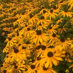 Seymour Art Gallery - Seymour