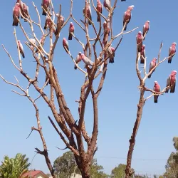 South Hedland Town Centre - South Hedland