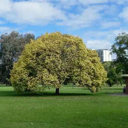 Fawkner Park - South Yarra