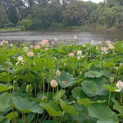Royal Botanic Gardens Victoria - Melbourne Gardens - South Yarra