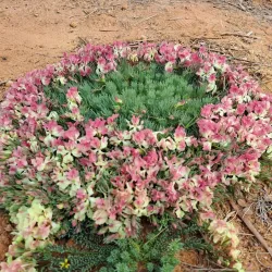 Southern Cross Wildflower Walk - Southern Cross