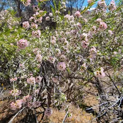 Southern Cross Wildflower Walk - Southern Cross