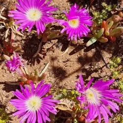 Southern Cross Wildflower Walk - Southern Cross
