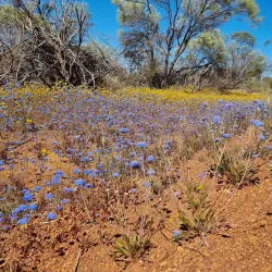 Southern Cross Wildflower Walk - Southern Cross