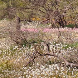 Southern Cross Wildflower Walk - Southern Cross