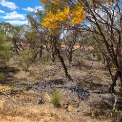 Southern Cross Wildflower Walk - Southern Cross
