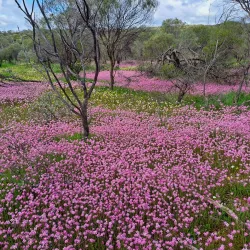Southern Cross Wildflower Walk - Southern Cross